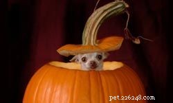 10 Essential Fruits & Vegetables for Optimal Canine Nutrition