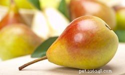 10 Essential Fruits & Vegetables for Optimal Canine Nutrition