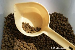 Do Omega Fatty Acids Matter in Dog Food? Expert Insights