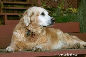 Essential Ingredients for Senior Dog Food: Tailored Nutrition for Your Aging Pet