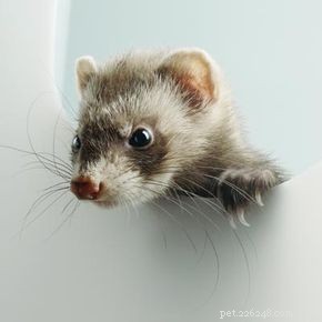 Expert Guide: Training Your Ferret for a Happy, Well‑Behaved Companion