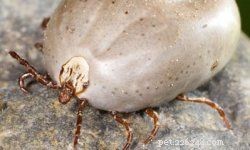 How to Safely Remove Ticks from Your Pets
