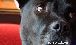 How to Sell Your Pet Responsibly: A Step‑by‑Step Guide
