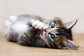 Managing Pet Allergies: Protect Your Health While Enjoying Your Furry Friends