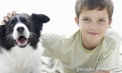 Top 10 Ideal Pets for First‑Time Families