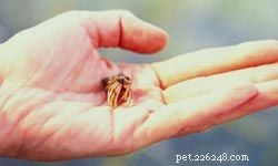 Top 10 Ideal Pets for First‑Time Families