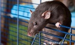Top 10 Ideal Pets for First‑Time Families