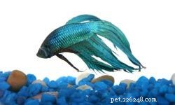 Top 10 Ideal Pets for First‑Time Families