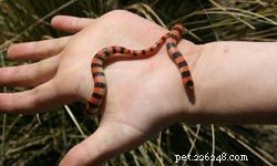 Top 10 Ideal Pets for First‑Time Families