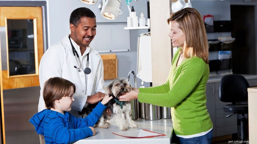 8 Essential Factors to Consider Before Purchasing Pet Insurance