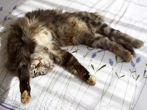 Do Pets Experience Jet Lag? Key Signs & Care Tips