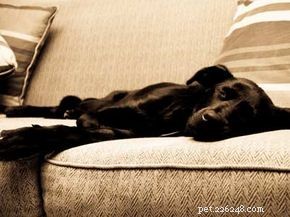 Do Pets Experience Jet Lag? Key Signs & Care Tips