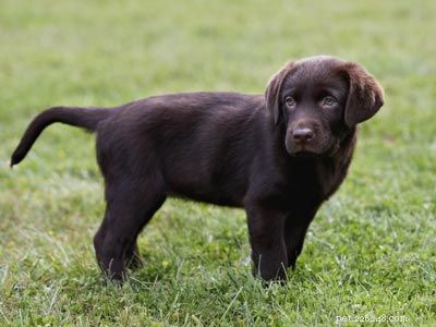Explore Popular Pets: Labradors, Corn Snakes, and Fish