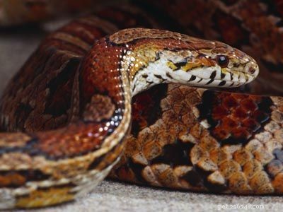 Explore Popular Pets: Labradors, Corn Snakes, and Fish