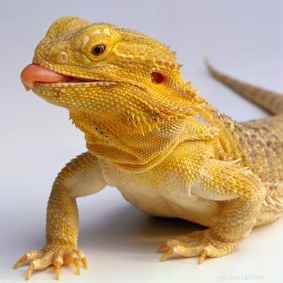 Explore Popular Pets: Labradors, Corn Snakes, and Fish