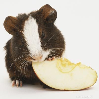 Explore Popular Pets: Labradors, Corn Snakes, and Fish