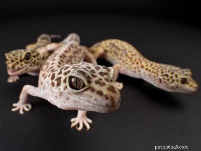 Explore Popular Pets: Labradors, Corn Snakes, and Fish