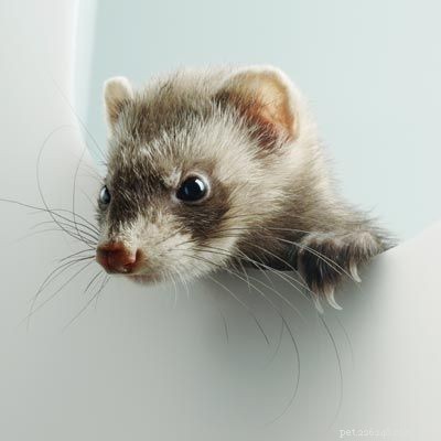 Explore Popular Pets: Labradors, Corn Snakes, and Fish