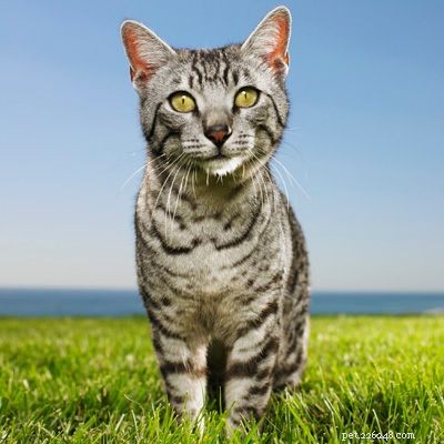 Explore Popular Pets: Labradors, Corn Snakes, and Fish