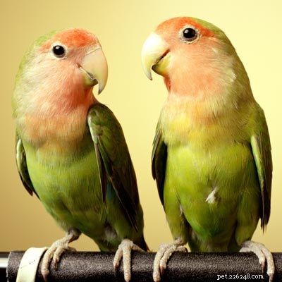 Explore Popular Pets: Labradors, Corn Snakes, and Fish