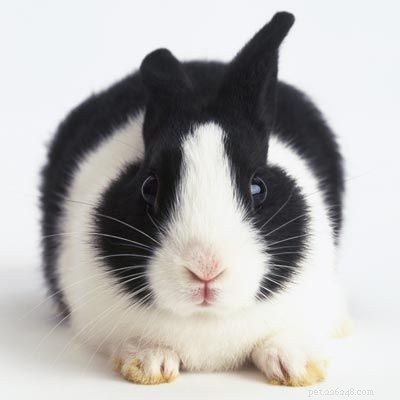 Explore Popular Pets: Labradors, Corn Snakes, and Fish