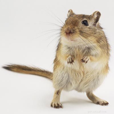 Explore Popular Pets: Labradors, Corn Snakes, and Fish