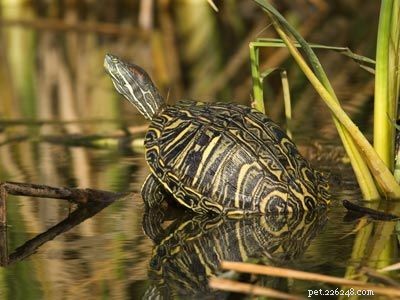 Explore Popular Pets: Labradors, Corn Snakes, and Fish
