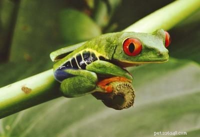Explore Popular Pets: Labradors, Corn Snakes, and Fish