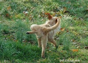 Mastering Pet Housebreaking: A Practical Guide