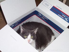 Mastering Pet Housebreaking: A Practical Guide