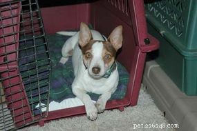 Mastering Pet Housebreaking: A Practical Guide