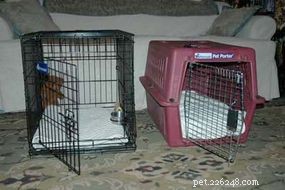 Mastering Pet Housebreaking: A Practical Guide