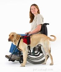 How Pets Can Extend Your Life