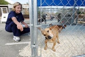 Inside the Humane Society Fund: Empowering Animal Shelters & Rescues