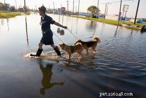Inside the Humane Society Fund: Empowering Animal Shelters & Rescues