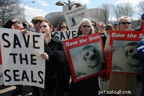 Inside the Humane Society Fund: Empowering Animal Shelters & Rescues