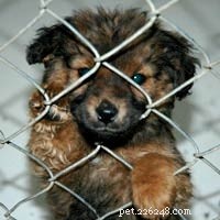Understanding Animal Shelters: Operations, Impact, and Adoption Tips