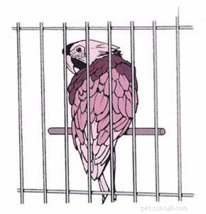 Expert Guide to Choosing and Caring for Pet Birds