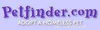 Petfinder 101: A Complete Guide to Finding and Adopting Pets Online