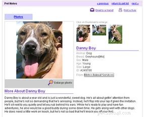 Petfinder 101: A Complete Guide to Finding and Adopting Pets Online