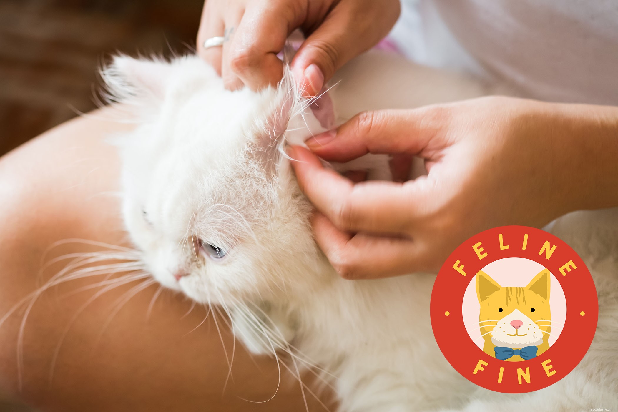 Safely Clean Your Cat’s Ears When They’re Gunky