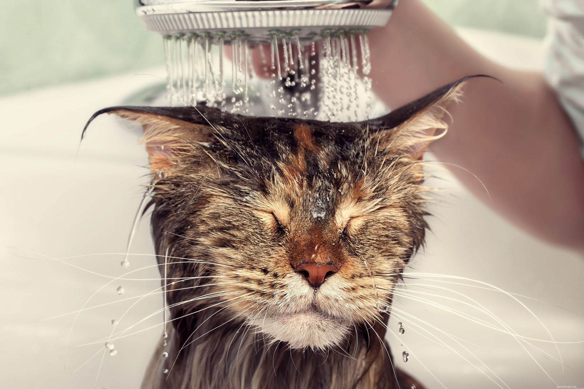 Reduce Cat Dander & Ease Allergies: Proven Strategies