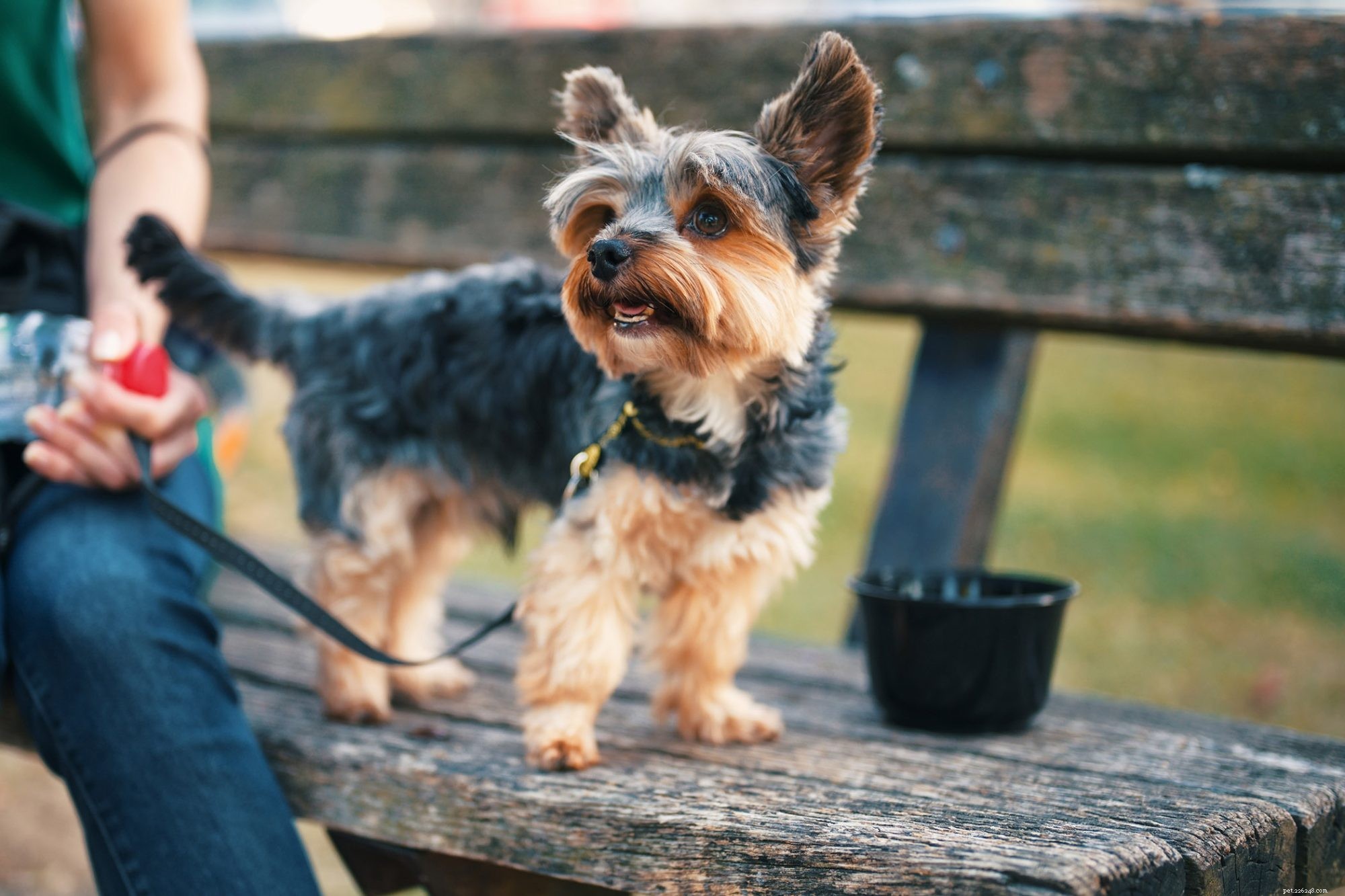 Over 200 Inspiring Names for Your New Yorkie: A Complete Guide