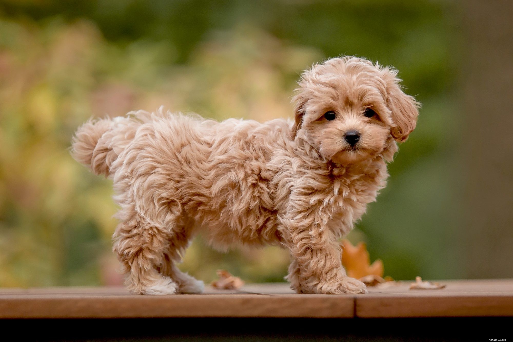 First-Time Dog Owners: 14 Ideal Breeds for a Successful Start