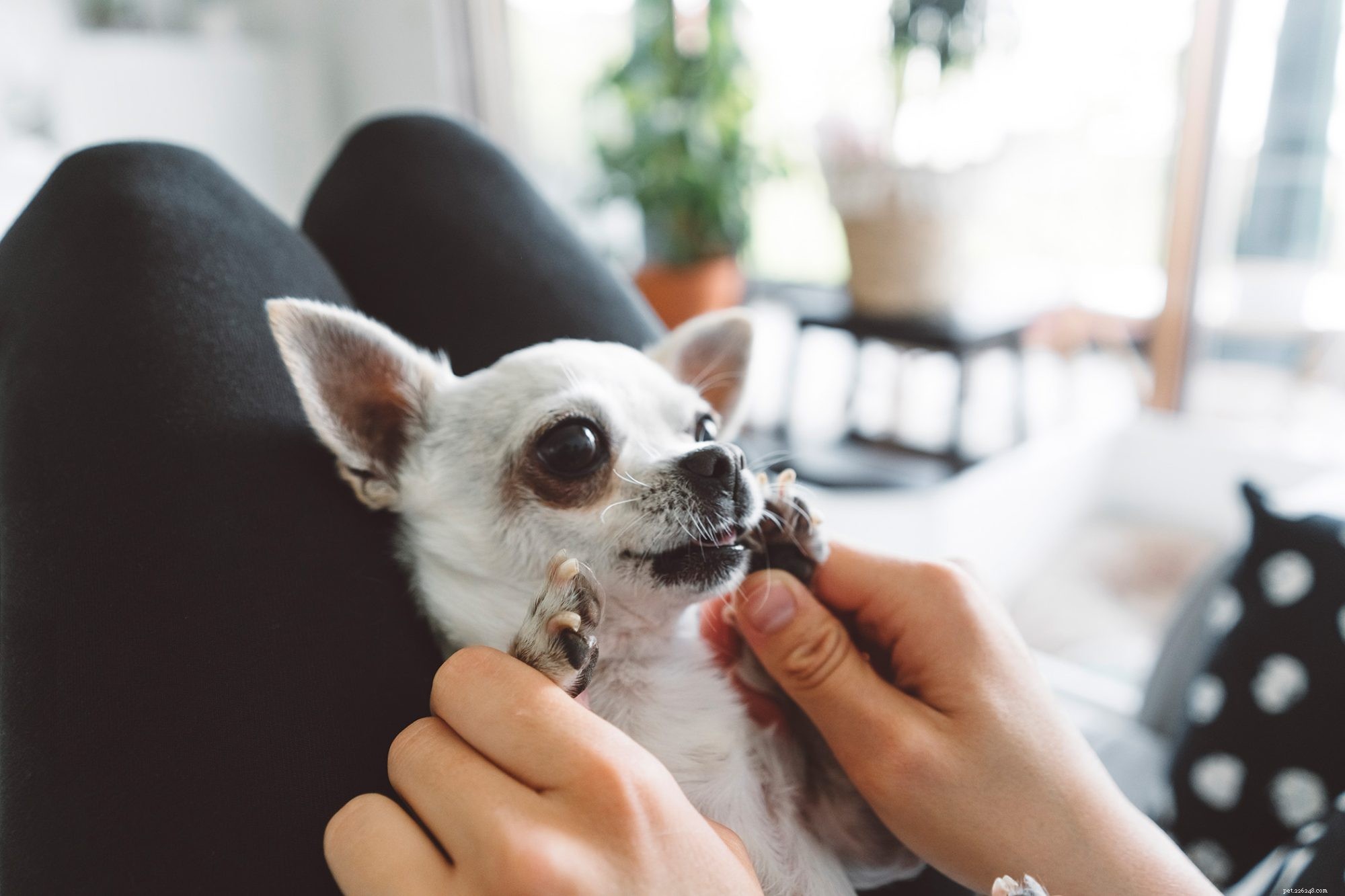 Teacup Dogs: A Vet’s Guide to Safe Ownership and Health Risks