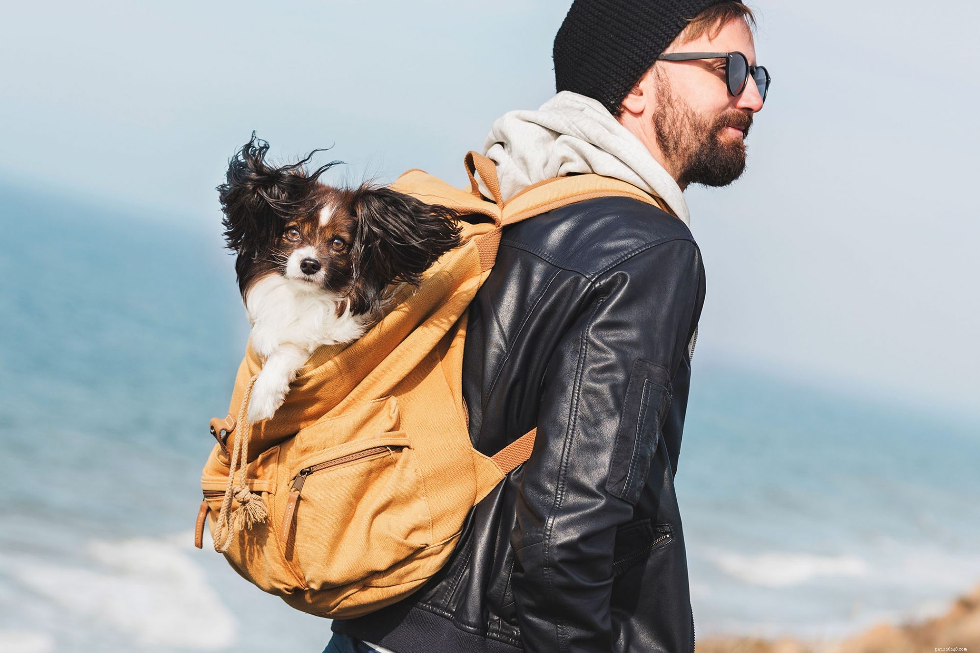 First-Time Dog Owners: 14 Ideal Breeds for a Successful Start