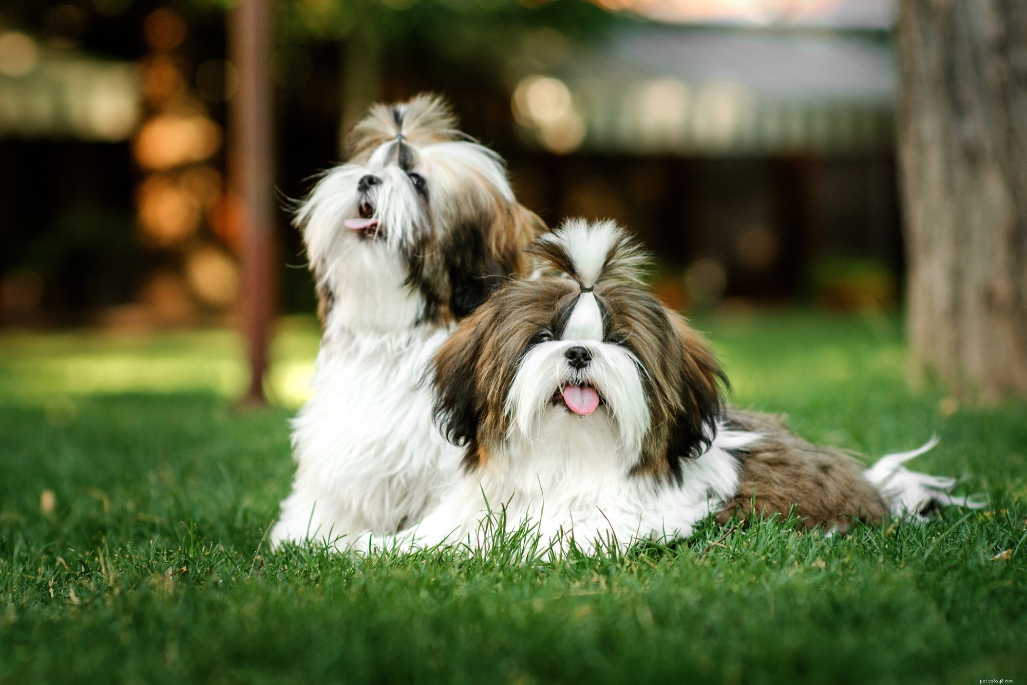 First-Time Dog Owners: 14 Ideal Breeds for a Successful Start