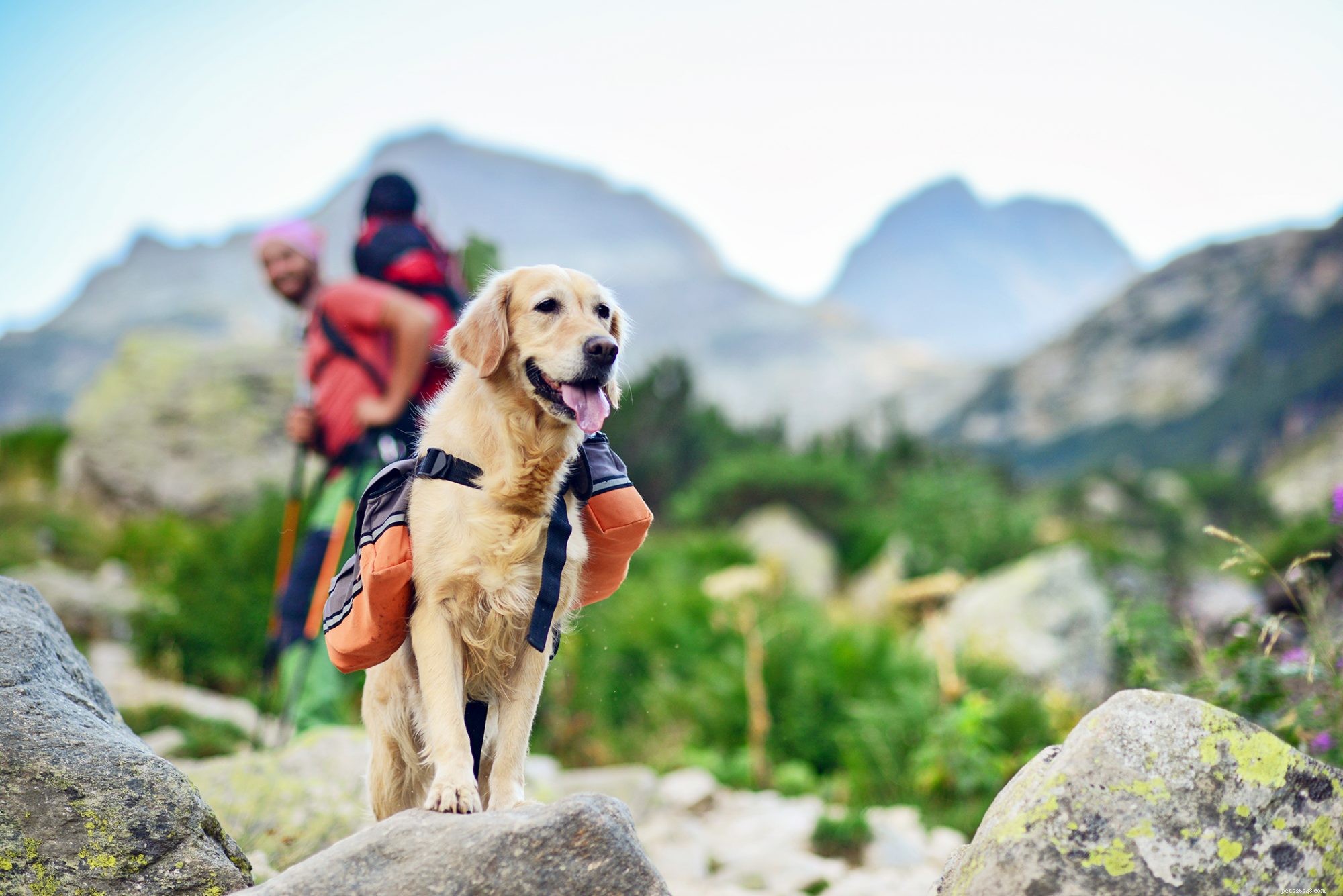 First-Time Dog Owners: 14 Ideal Breeds for a Successful Start