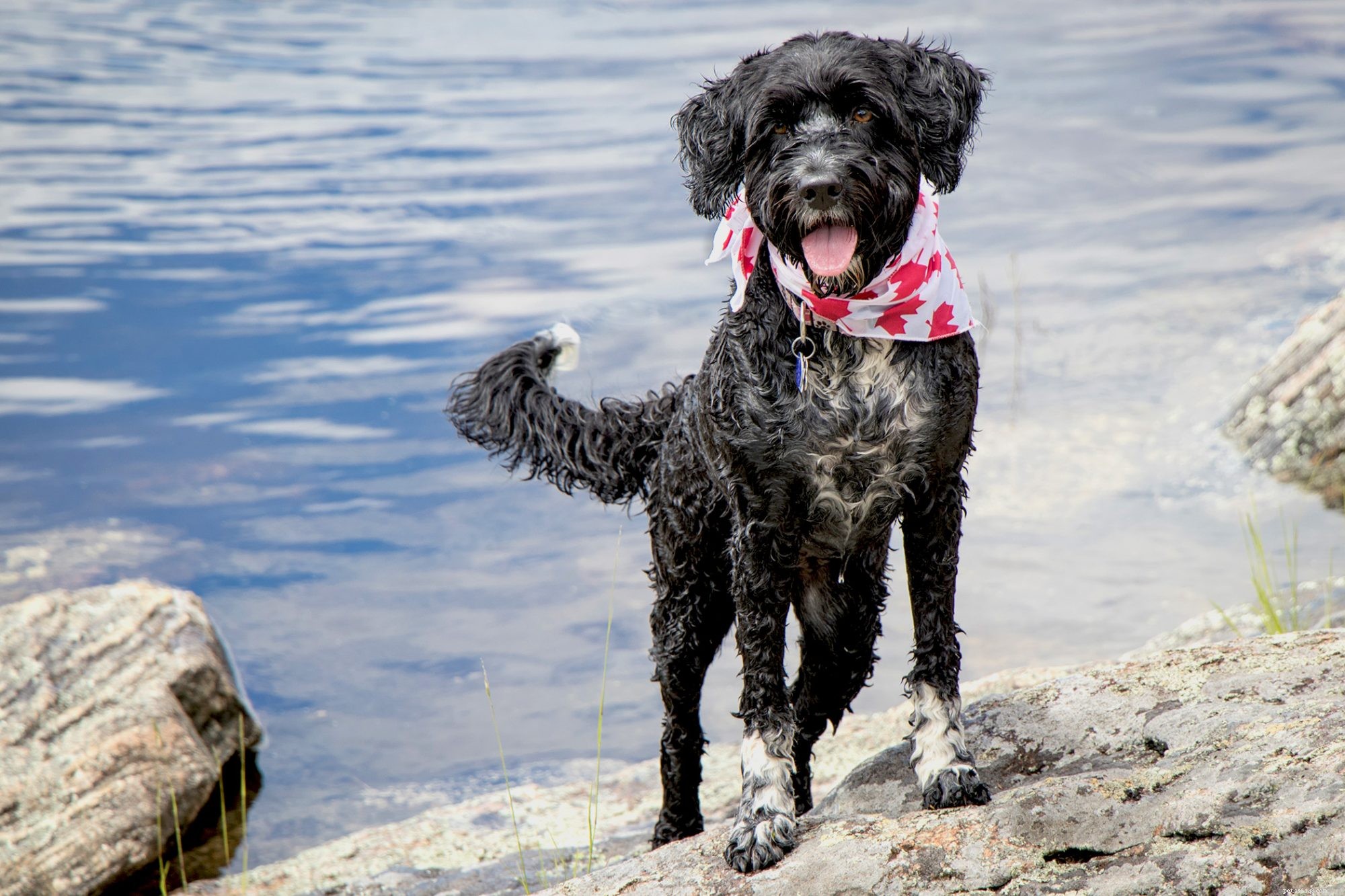 First-Time Dog Owners: 14 Ideal Breeds for a Successful Start