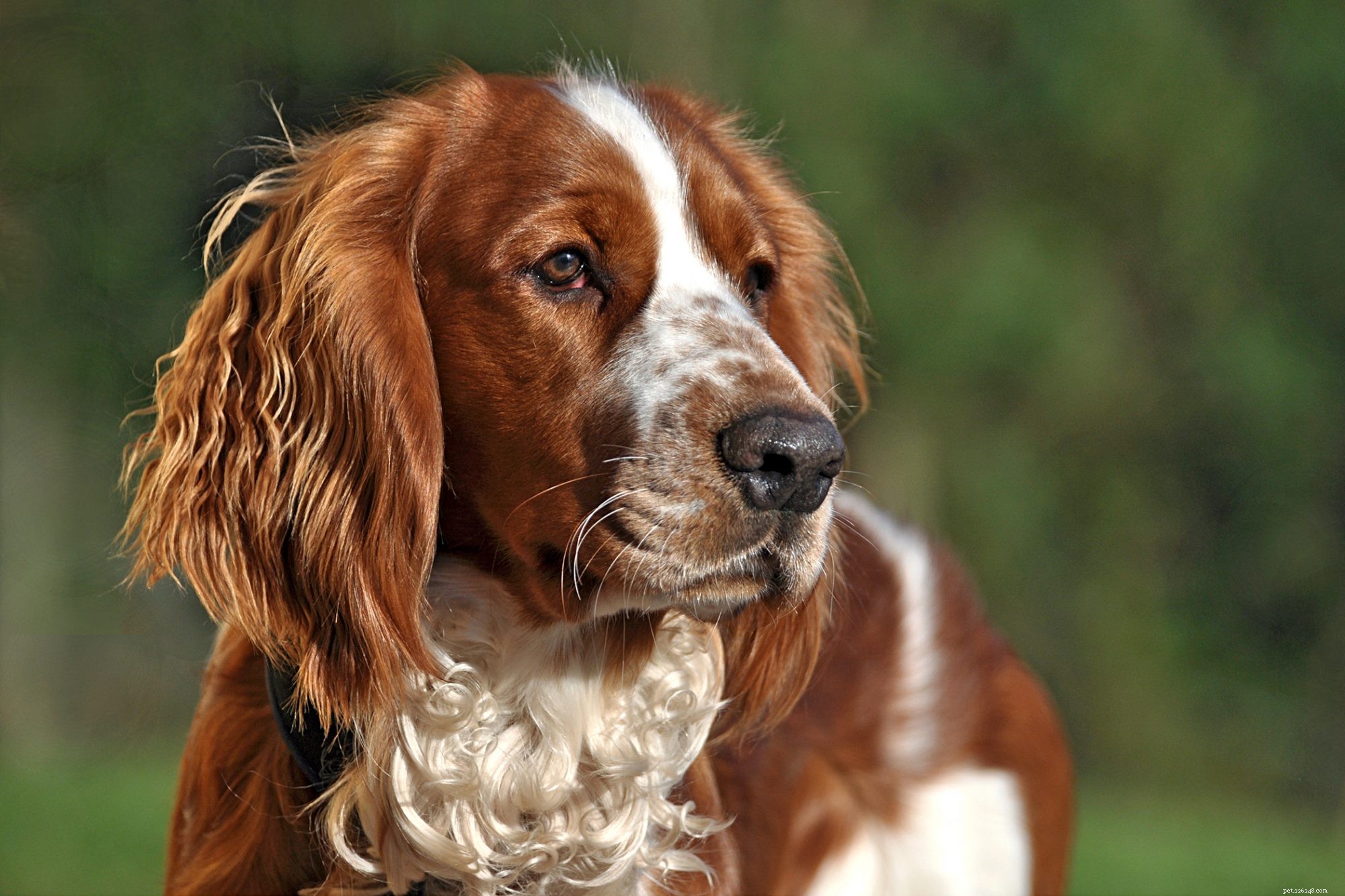 First-Time Dog Owners: 14 Ideal Breeds for a Successful Start